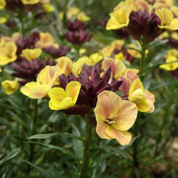 Erysimum John Codrington - Violaciocca