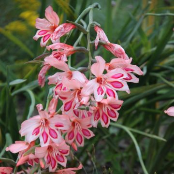 Gladiolus nanus Nathalie - Gladiolo nano