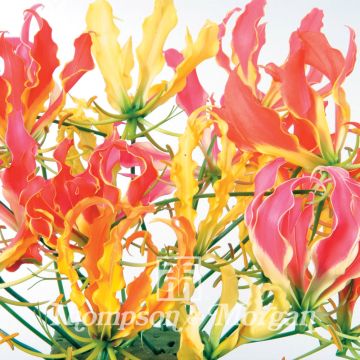 Gloriosa superba