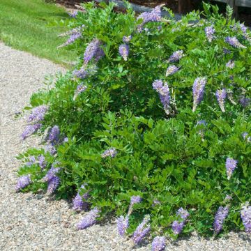 Wisteria macrostachya Aunt Dee - Glicine