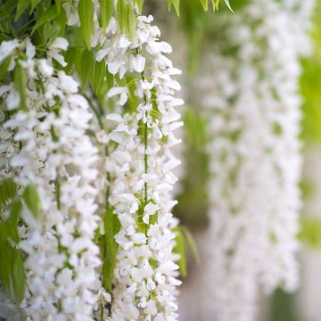 Wisteria frutescens var. macrostachya Clara Mack - Glicine americano