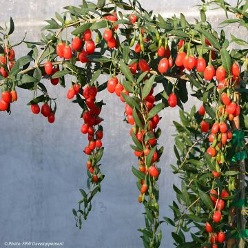 Lycium barbarum Princess Tao FPW03 - Goji