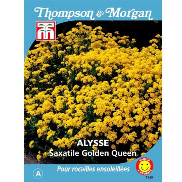 Alyssum saxatile Golden Queen - Alisso giallo
