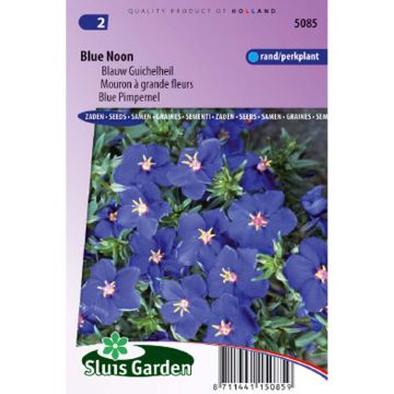 Anagallis monelli Blue Noon - Centonchio di Monnellus
