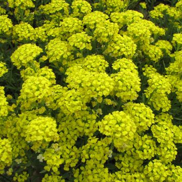 Alyssum montanum Mountain Gold (semi) - Alisso montanino