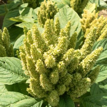 Amaranthus hypochondriacus Green Thumb (semi) 