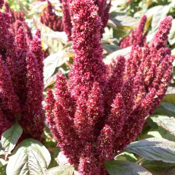 Amaranthus hypochondriacus Pygmy Torch (semi) 