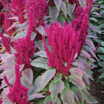 Amaranto Red Cathedral (semi) - Amaranthus