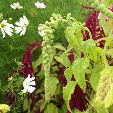 Amaranto Pony Tails Mixed - Amaranthus Amaranto Pony Tails Mixed - Amaranthus