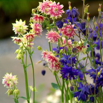 Aquilegia  Barlow Mixture (semi)