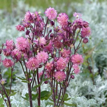 Aquilegia vulgaris Rose Barlow (semi)