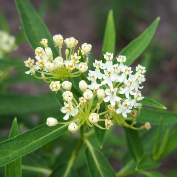 Asclepias incarnata bianca (semi) Asclepias incarnata bianca (semi)