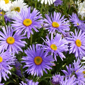 Aster alpinus Goliath (semi) - Astro alpino