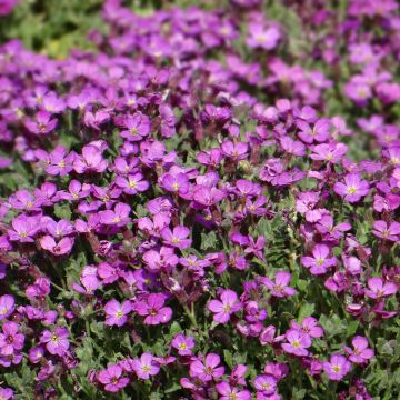 Aubrieta Leichtlinii rosa (semi) - Aubrezia