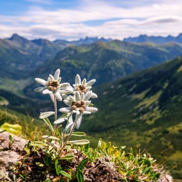 Leontopodium alpinum (semi) - Stella alpina