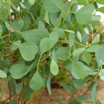 Eucalyptus websteriana (semi) - Eucalipto