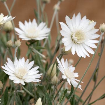 Xeranthemum Superbissimum Album (semi) Xeranthemum Superbissimum Album (semi)