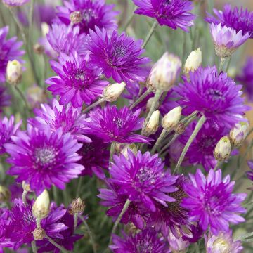 Xeranthemum Superbissimum Purpureum (semi) Xeranthemum Superbissimum Purpureum (semi)