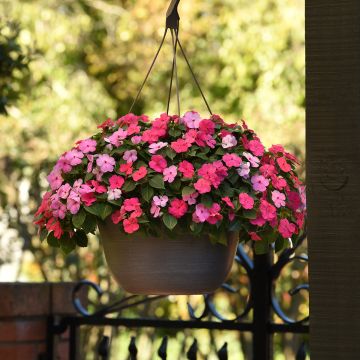 Impatiens Beacon F1 Otway Mix (semi) - Fiore di vetro