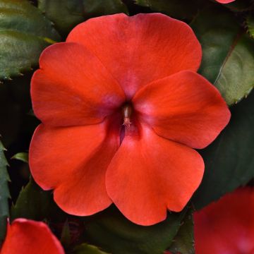 Impatiens Solarscape Orange Burst (semi) - Fiore di vetro