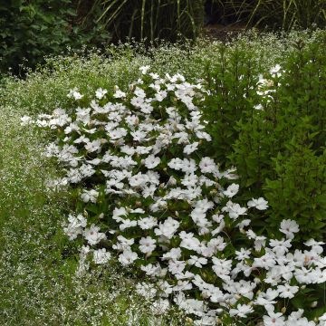 Impatiens Solarscape White Pearl (semi) - Fiore di vetro