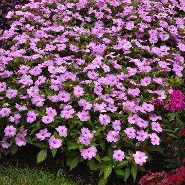 Impatiens Solarscape XL Lilac Spark (semi) - Fiore di vetro