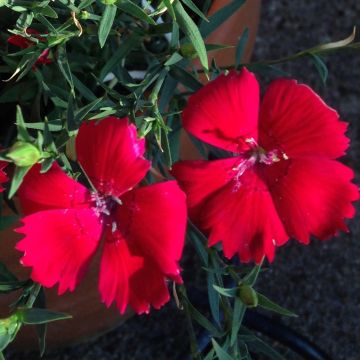 Dianthus deltoides Brilliancy - Garofanino minore