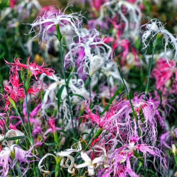 Dianthus superbus Spooky mix (semi) - Garofanino frangiato Dianthus superbus Spooky mix (semi) - Garofanino frangiato
