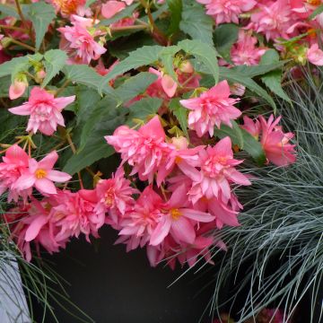 Begonia Funky Light Pink F1 (semi)