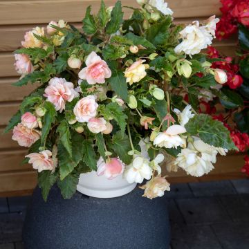 Begonia Nonstop Joy Peaches and Dreams (semi)