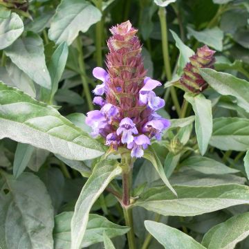 Prunella vulgaris (semi) - Brunella