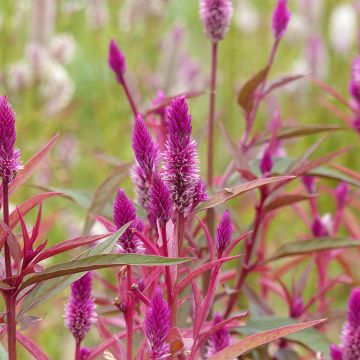 Celosia spicata Flamingo Purple (semi) - Amaranto piumoso