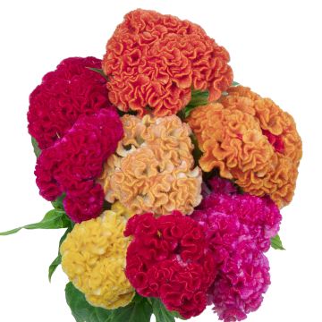 Celosia Cristata Captain Mix (semi) - Cresta di gallo