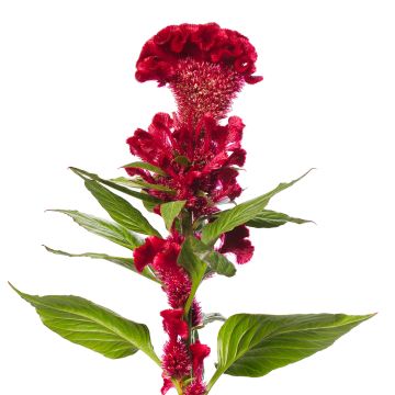Celosia Cristata Red Jack (semi) - Cresta di gallo