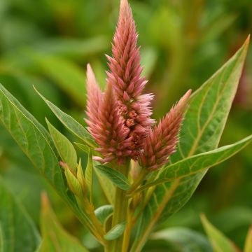 Celosia spicata Celway Salmon (semi) Celosia spicata Celway Salmon (semi)