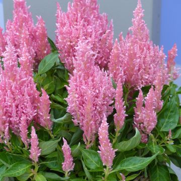 Celosia spicata Flamma Pink (semi)