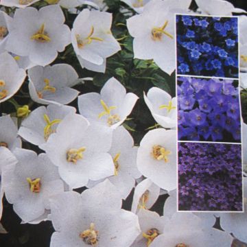 Campanula