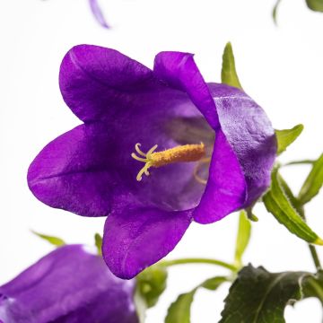 Campanule medium F1 Big Ben Deep Blue (semi rivestiti) - Campanula toscana