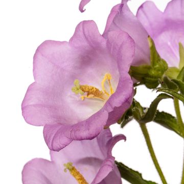Campanule medium F1 Big Ben Lavender (semi rivestiti) - Campanula toscana