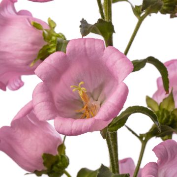 Campanule medium F1 Big Ben Pink (semi rivestiti) - Campanula toscana