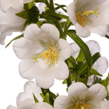 Graines de Campanule medium F1 Big Ben White Imp. (graines enrobées)