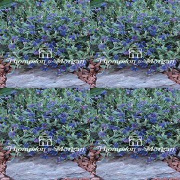 Centaurea cyanoides Trailing Blue Carpet - Fiordaliso