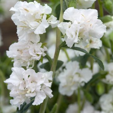 Clarkia unguiculata Albatross (semi)