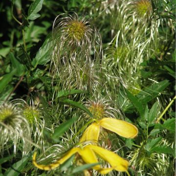 Clematis tangutica Helios - Clematide