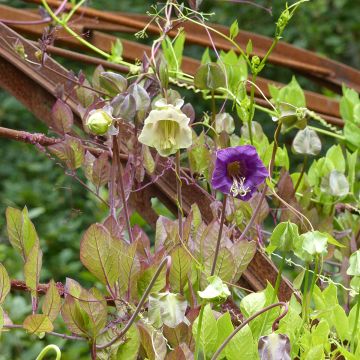 Cobaea scandens blu e bianco mix (semi) - Cobea