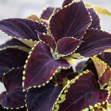 Coleus Mezmerize​ Chocolate Lime Edge (semi) - Coleo