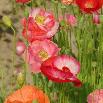 Papaver rhoeas Shirley Mix BIO (semi) - Papavero comune