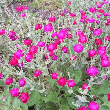Lychnis coronaria atrosanguinea (semi) - Crotonella coronaria