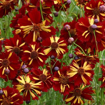 Coreopsis tinctoria Roulette Coreopsis tinctoria Roulette