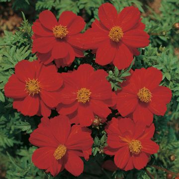 Cosmos sulphureus Dwarf Ladybird Scarlet - Cosmea arancione